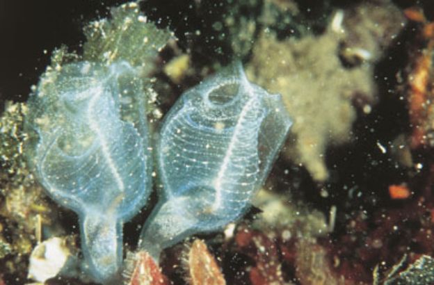 Clavelina lepadiformis Sapere.it